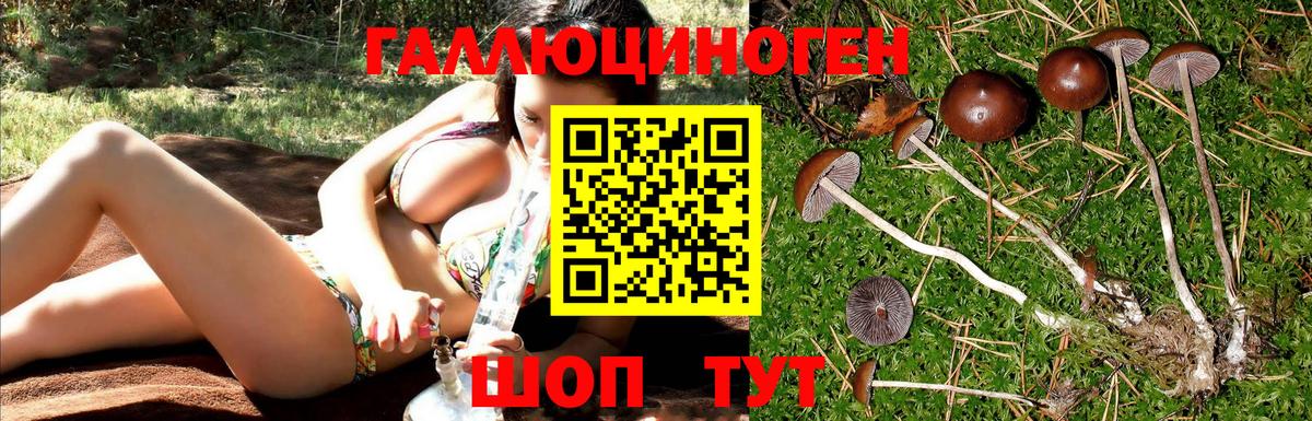 Кизилюрт  Галлюциногенные грибы Psilocybe  Вход с VPN 